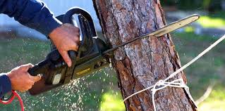 Professional  Tree Services in Pittsburg, TX