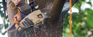 Best Commercial Tree Removal  in Pittsburg, TX