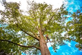 Best Palm Tree Trimming  in Pittsburg, TX