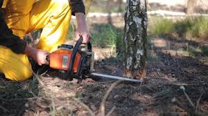 Best Stump Grinding and Removal  in Pittsburg, TX