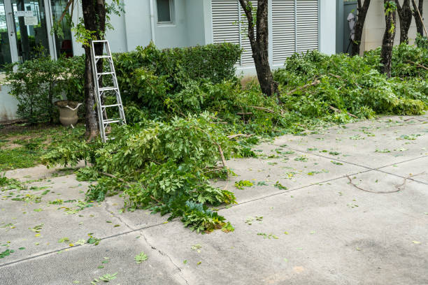 Best Lawn Dethatching Services  in Pittsburg, TX