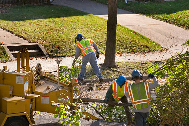 Best Tree Preservation Services  in Pittsburg, TX