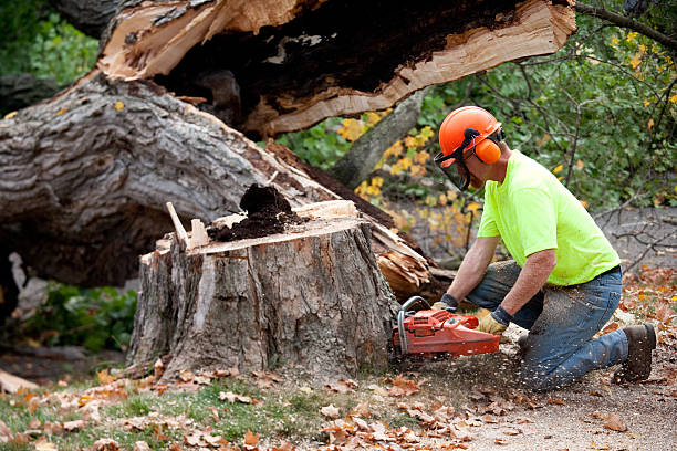 Best Tree Planting Services  in Pittsburg, TX