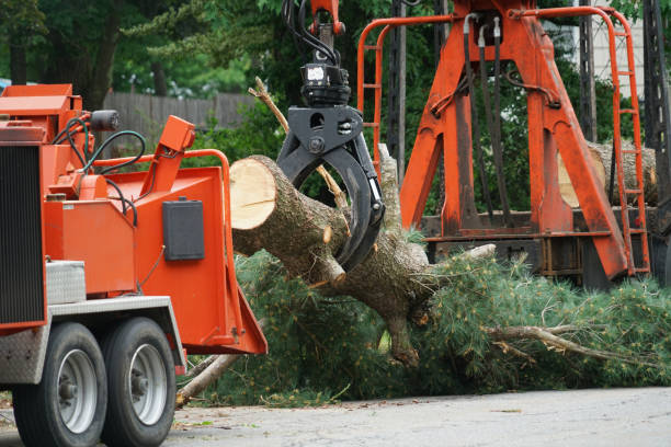 How Our Tree Care Process Works  in  Pittsburg, TX