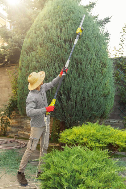 Best Tree Fertilization Services  in Pittsburg, TX