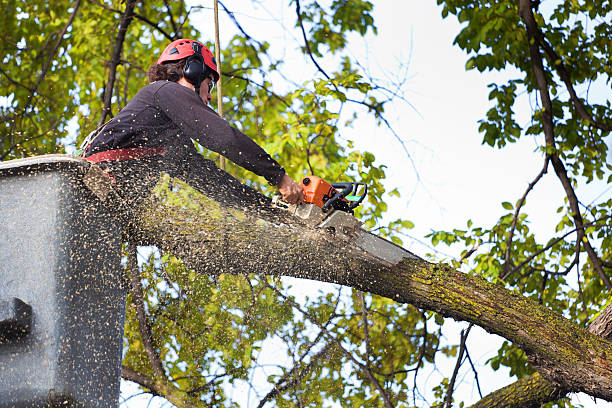 Tree and Shrub Care in Pittsburg, TX